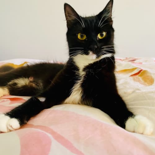 Luca 