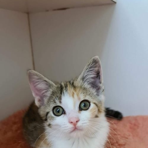 Cami Cat