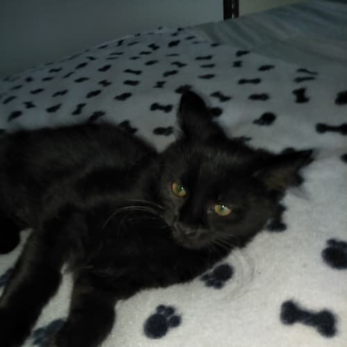 Xena
