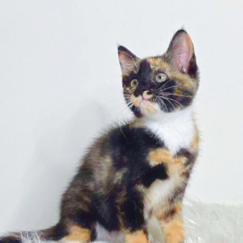 Buttercup