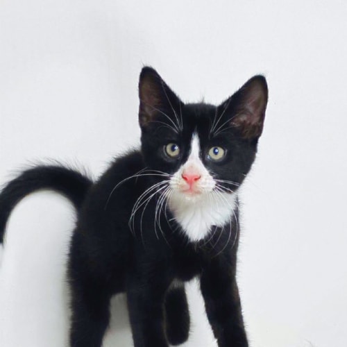 Mowgli