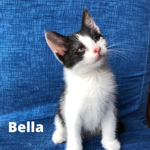 Bella