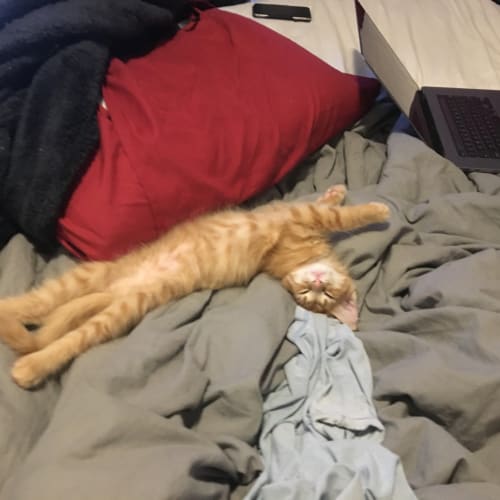 Saffron - Located in Thornbury