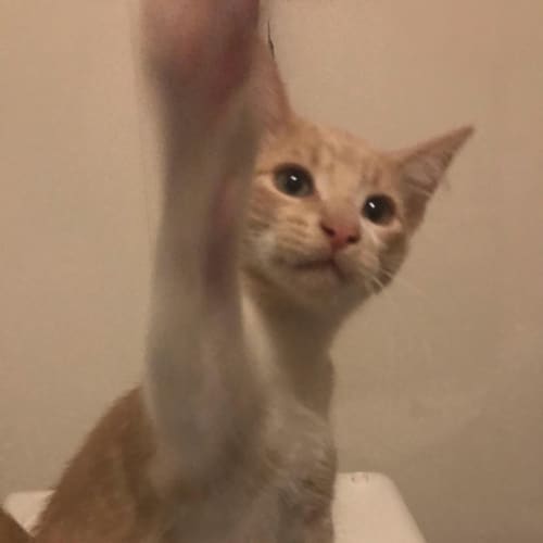 Nacho - Located in Kew