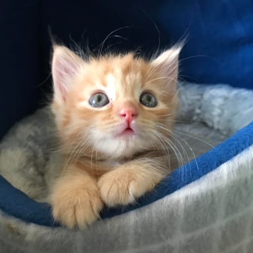 Celia (not Mila) - Located in Kew 