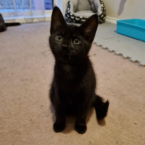 Pepper - Located in Cranbourne West 
