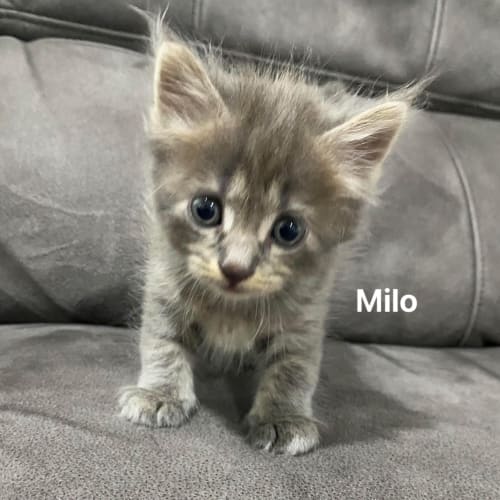 Milo