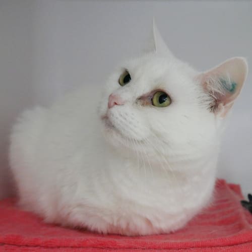 Lola SUA005737
