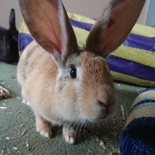 Peanut