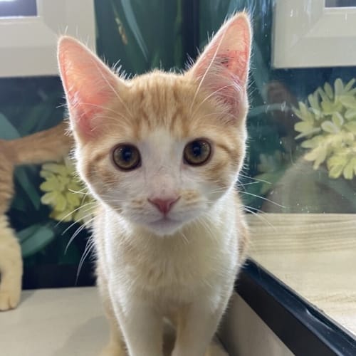Cinnamon