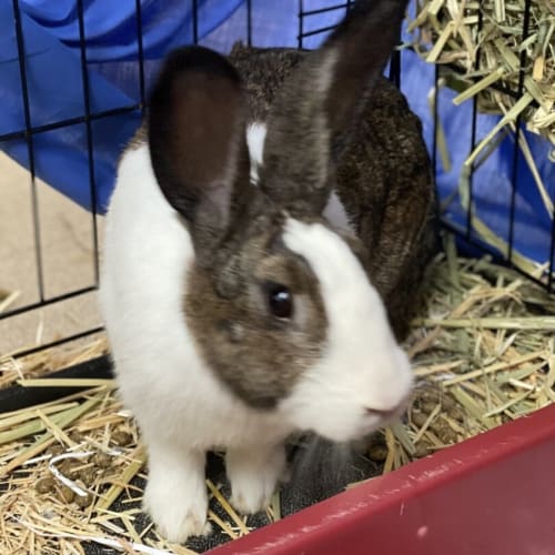 Cottontail