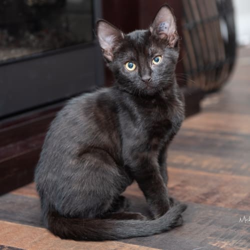 Cat Noir