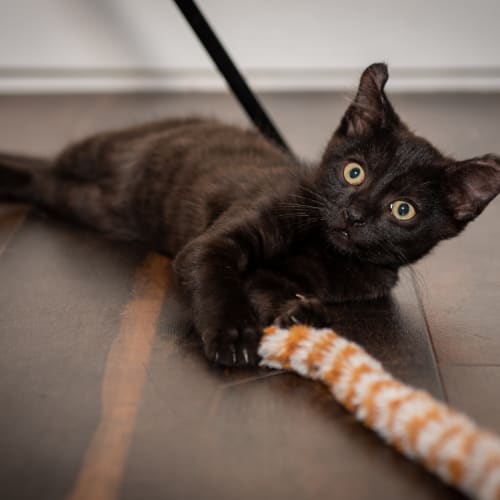 Milo