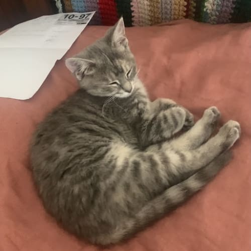 Bonita