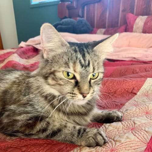 Cleo
