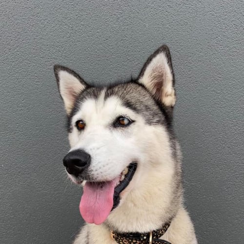 Koda
