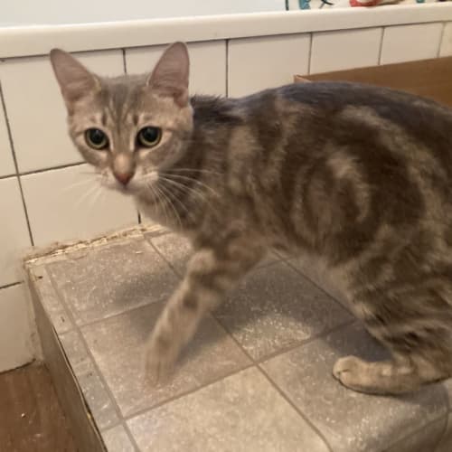 Cherry Kumquat - checking out new home