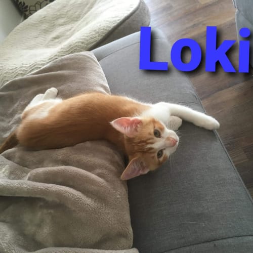 Loki