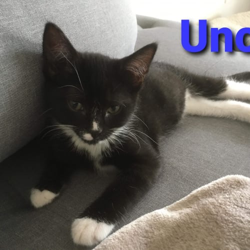 Uno
