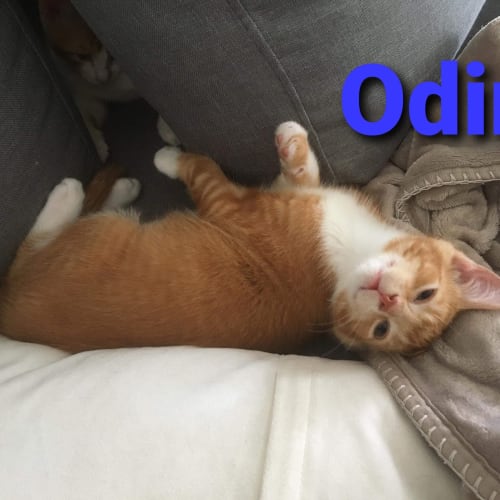Odin