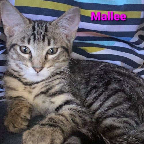 Mallee