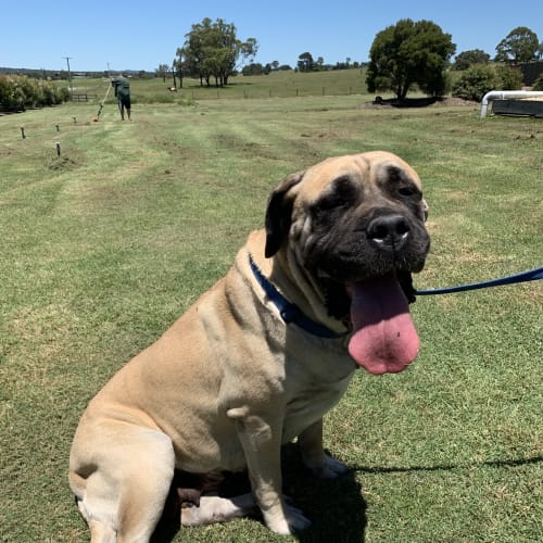 Sassy ~ 5yr Neo Mastiff ~ Pending Adoption 9/2/21