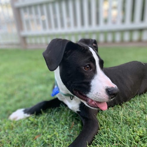 Sage ~ Greyhound x Staffy (On Trial 24/01/21)