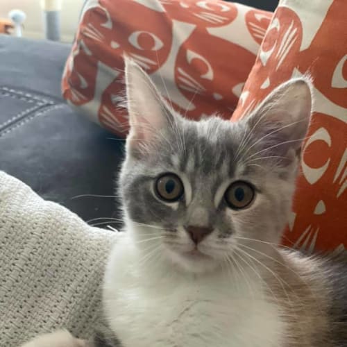 Elodie 