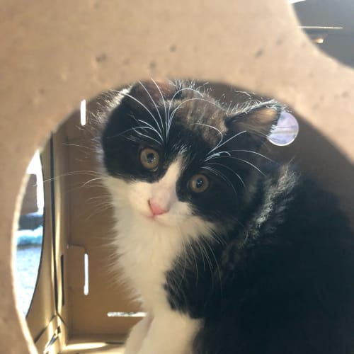 Spike - Located in Belgrave