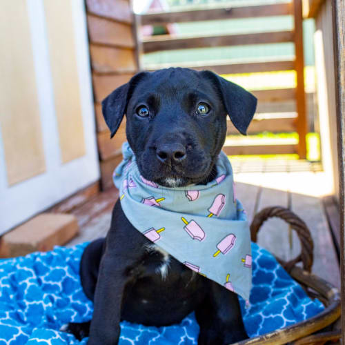 Elenore ~ Border Collie X Staffy(rev apps 19/1/21)