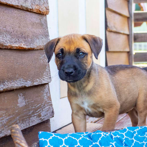 Theodore~BC X Staffy(On Trial 26/1/21)