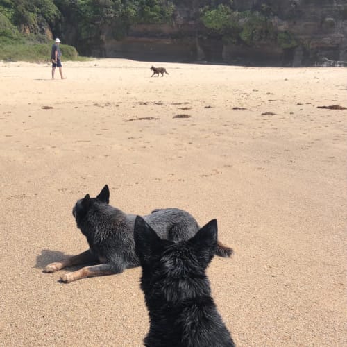 Tilly ~ 5 yr Blue Heeler x ~ Adopted 16/3/21