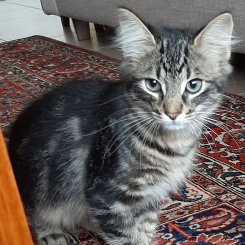 Nacho - Located in Eltham