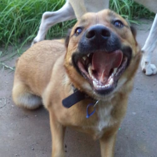 Baba ~ 1.5yr Old Kelpie X (On Trial 20/2/21)