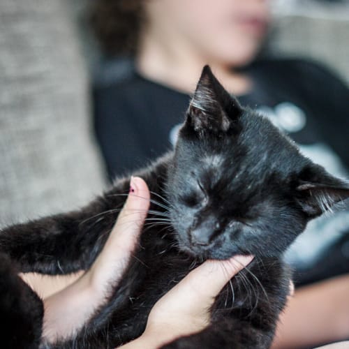 Mr Tuff ~ 12 w/o kitten (on trial 22/1/21)