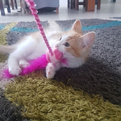 Gingi