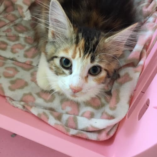 Allie - Located in Mernda
