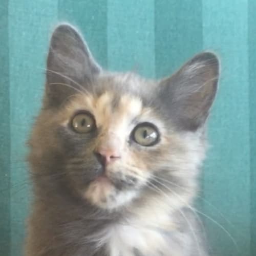 Jemima