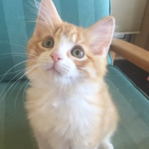 Lewis