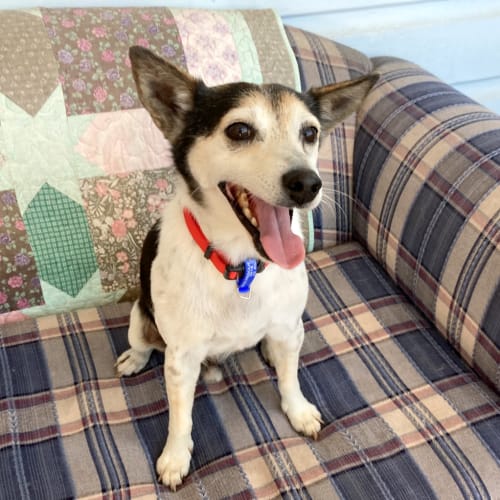 Dixi 🐶 10yo, male, Fox Terrier🐾(On Trial 24/1/21