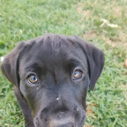 Nacho