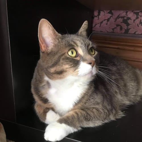Missy