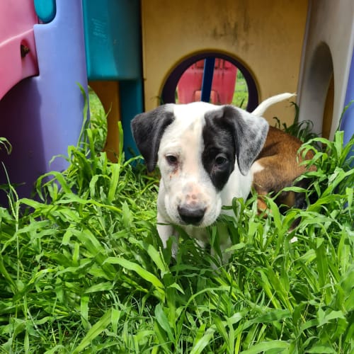 Eisa- Bull Arab x (On hold pending m&g 31/1/21)
