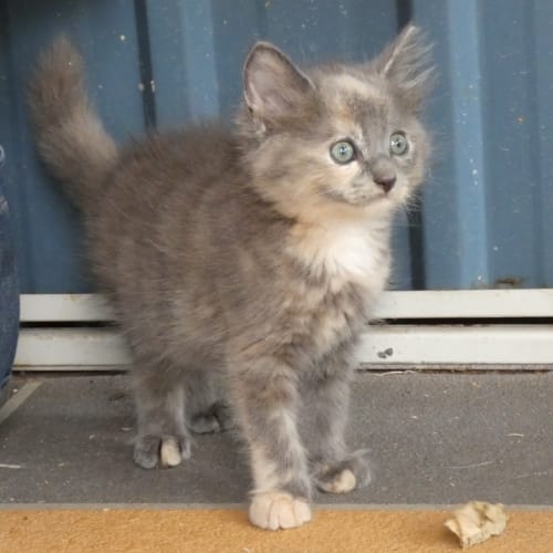 Zoe