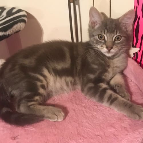 Bam Bam The Kissing Kitty