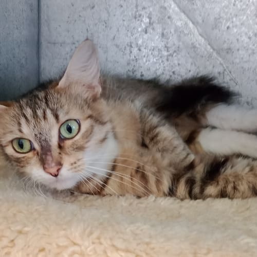 Lila
