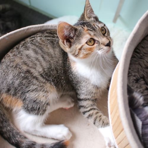 Eloise ~ 3 m/o kitten (on trial 27/1/21)