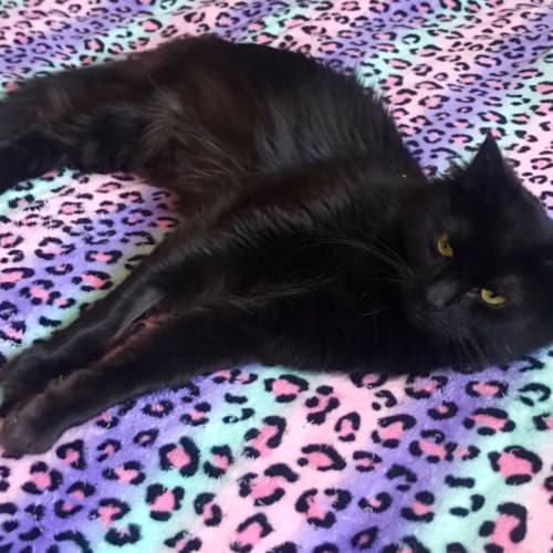 Galliano The Smoocher