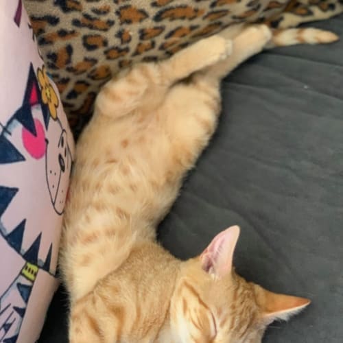 Cheeto