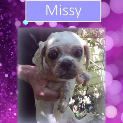 Missy